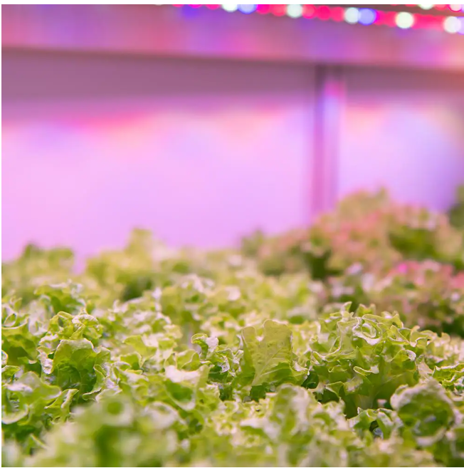 Feit Electric 24 in. 19-Watt White LED 3 Adjustable Spectrum Linkable Plant Grow Light Fixture White Adjustable Light